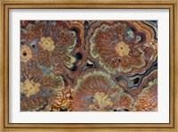 Framed Flowering Tube Onyx, Mexico 1