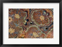 Framed Flowering Tube Onyx, Mexico 1