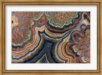 Framed Flowering Tube Onyx, Mexico 2