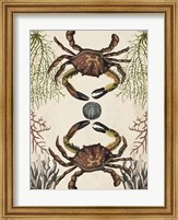 Framed Antiquarian Menagerie - Crab