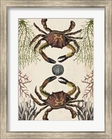 Framed Antiquarian Menagerie - Crab