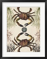 Framed Antiquarian Menagerie - Crab