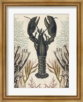Framed Antiquarian Menagerie - Lobster