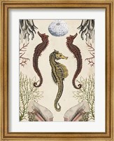 Framed Antiquarian Menagerie - Seahorse