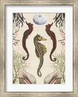 Framed Antiquarian Menagerie - Seahorse