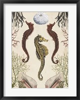 Antiquarian Menagerie - Seahorse Framed Print