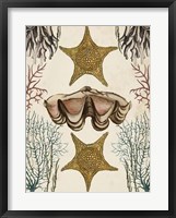 Framed Antiquarian Menagerie - Starfish
