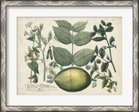Framed Exotic Weinmann Botanical II