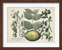 Framed Exotic Weinmann Botanical II
