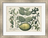 Framed Exotic Weinmann Botanical II