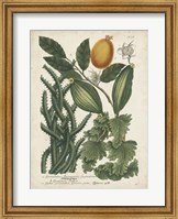 Framed Exotic Weinmann Botanical III