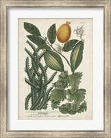 Framed Exotic Weinmann Botanical III