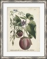 Framed Exotic Weinmann Botanical IV