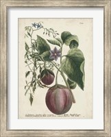 Framed Exotic Weinmann Botanical IV