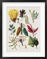 Floral Assemblage I Framed Print