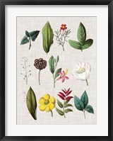 Floral Assemblage II Framed Print