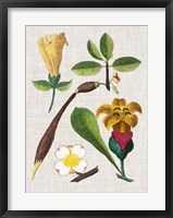 Floral Assemblage V Framed Print