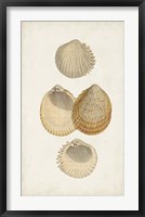 Antiquarian Shell Study II Framed Print