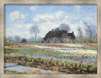 Framed Tulip Fields at Sassenheim