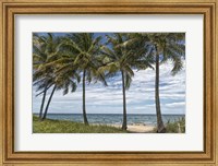 Framed Beach Palms