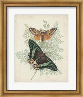 Framed Butterflies & Ferns I