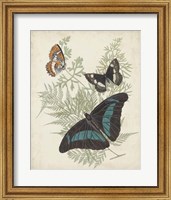 Framed Butterflies & Ferns II