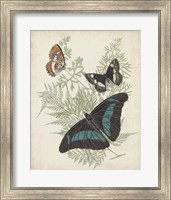 Framed Butterflies & Ferns II
