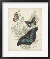Butterflies & Ferns II Framed Print