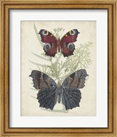 Framed Butterflies & Ferns III