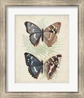 Framed Butterflies & Ferns IV