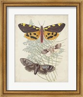 Framed Butterflies & Ferns VI