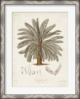 Framed Antique Tropical Palm I