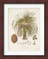 Framed Antique Tropical Palm II