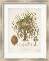 Framed Antique Tropical Palm II