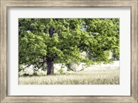 Framed Tree in Summer