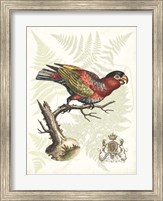 Framed Regal Parrots I