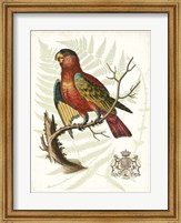 Framed Regal Parrots II