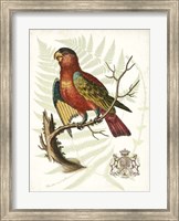 Framed Regal Parrots II