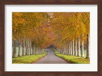 Framed Autumn Trees