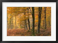 Framed Fall Forest