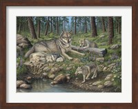 Framed Grey Wolf Mother And Pups