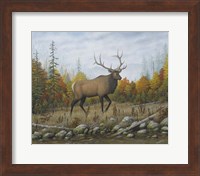 Framed Autumn Elk