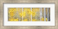 Framed Panor Aspens Grey Forest