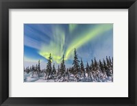 Framed Aurora borealis over the Trees in Churchill, Manitoba, Canada