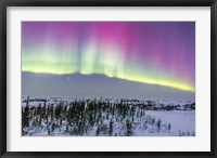 Framed Pink Aurora over boreal forest in Canada