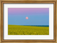 Framed Supermoon rising above a canola field in southern Alberta, Canada