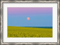 Framed Supermoon rising above a canola field in southern Alberta, Canada