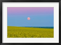 Framed Supermoon rising above a canola field in southern Alberta, Canada