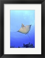 Framed Spotted Eagle Ray Glides over the Wall, Grand Cayman