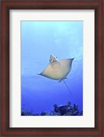 Framed Spotted Eagle Ray Glides over the Wall, Grand Cayman